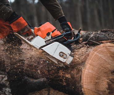 Baum fällen Gestrüpp entfernen Grundstück säubern